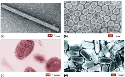 TEM images of various virion shapes