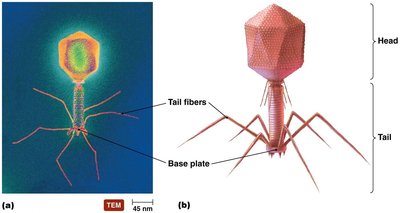 TEM and diagram of bacteriophage T4 structure