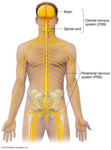 Diagram of the human nervous system showing CNS and PNS