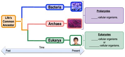 Three Domains of Life