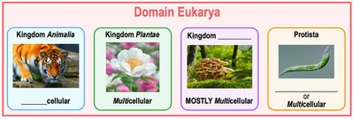 Kingdoms of Eukarya