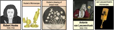 Hooke and Leeuwenhoek's microscopes and drawings