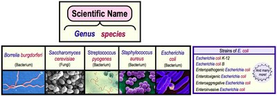 Scientific naming and strains