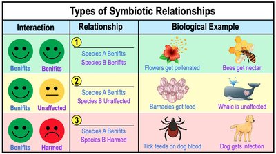 Types of symbiotic relationships