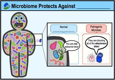 Microbiome protects against pathogens