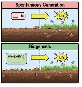 Spontaneous Generation vs. Biogenesis