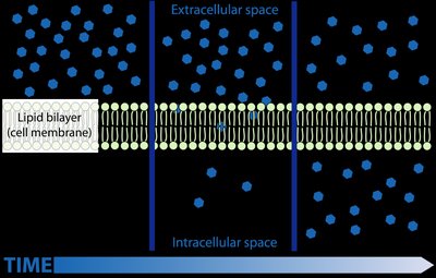 Osmosis diagram