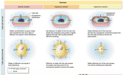 Osmosis: Isotonic, Hypotonic, Hypertonic