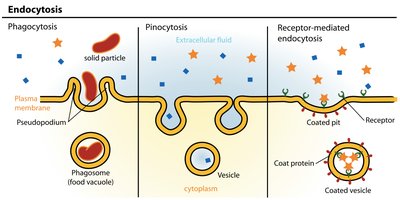 Environmental Factors affecting Microbial Growth