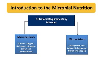 Macronutrients and micronutrients chart