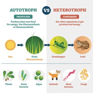 Autotroph vs Heterotroph diagram