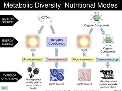 Metabolic Diversity: Nutritional Modes
