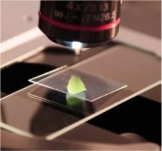 Focusing on specimen with coarse and fine adjustment