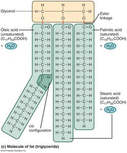 Structure and orientation of phospholipids in membranes