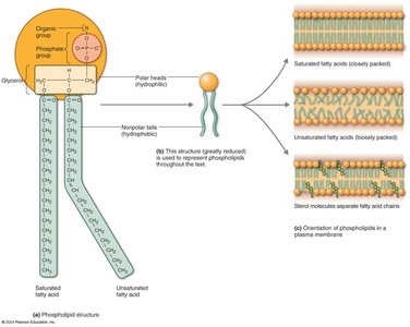 Steroid structure (cholesterol)