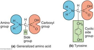 Generalized amino acid and tyrosine structure