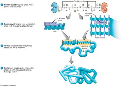 Levels of protein structure: primary, secondary, tertiary, quaternary
