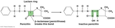 How beta-lactamase renders penicillin inactive
