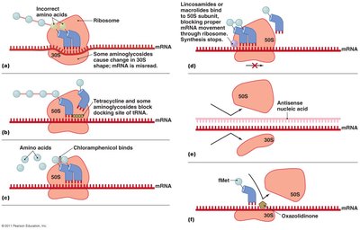 Antimicrobial inhibition of protein synthesis