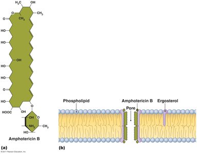 Disruption of cytoplasmic membrane by amphotericin B