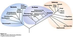 Unrooted phylogenetic tree showing relationships among Bacteria, Archaea, and Eukarya