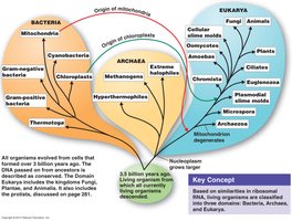Rooted phylogenetic tree showing evolutionary origins and relationships among Bacteria, Archaea, and Eukarya