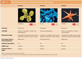Table comparing characteristics of Archaea, Bacteria, and Eukarya