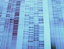 DNA fingerprinting gel image