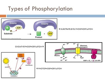 Types of phosphorylation: substrate-level, oxidative, and photophosphorylation