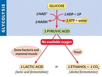 Glycolysis and fermentation pathways: lactic acid and alcohol fermentation