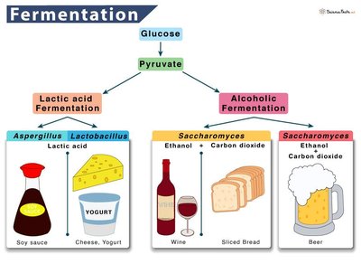 Fermentation types and products: lactic acid and alcoholic fermentation
