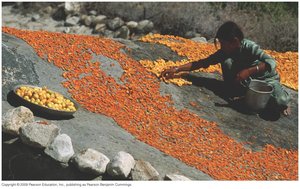 Drying food outdoors