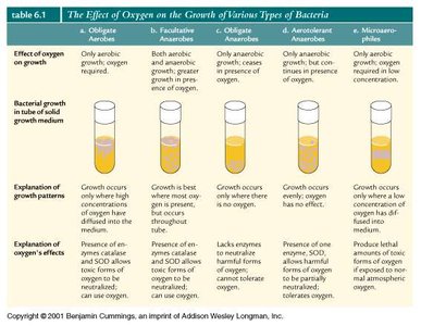 Table: Effect of oxygen on bacterial growth