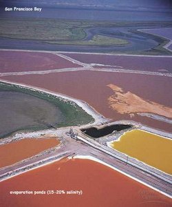 Halophilic environments (San Francisco Bay salt ponds)