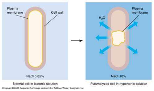 Diagram of plasmolysis in hypertonic solution