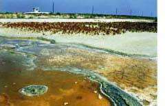 Acid mine drainage: habitat for acidophiles