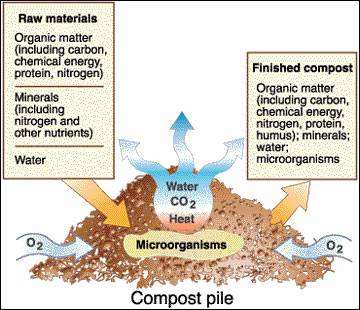 Thermophilic environment (compost pile)