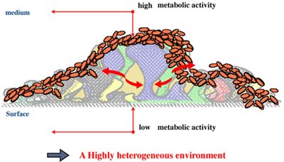 Biofilm structure and metabolic activity