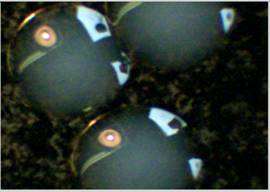 Bacterial colony growth