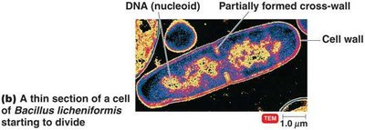 Binary fission process (TEM)