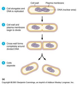 Steps of binary fission