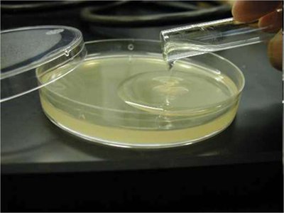 Pouring agar into a petri dish