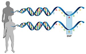 SNPs in DNA comparison