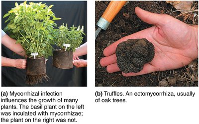 Mycorrhizal infection and truffles as ectomycorrhizae