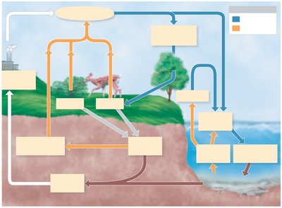 Diagram of the carbon cycle