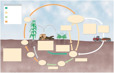 Diagram of the nitrogen cycle