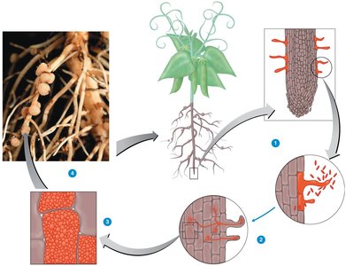Formation of a root nodule by Rhizobium