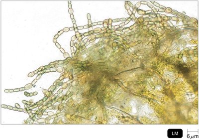 Cyanobacteria with heterocysts for nitrogen fixation