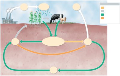 Diagram of the sulfur cycle