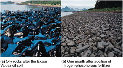 Bioremediation of oil spill with fertilizer addition